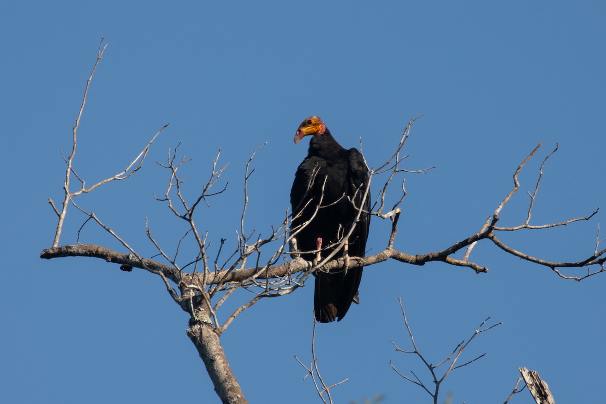 Greater Yellow-headed Vulture - ML620338819