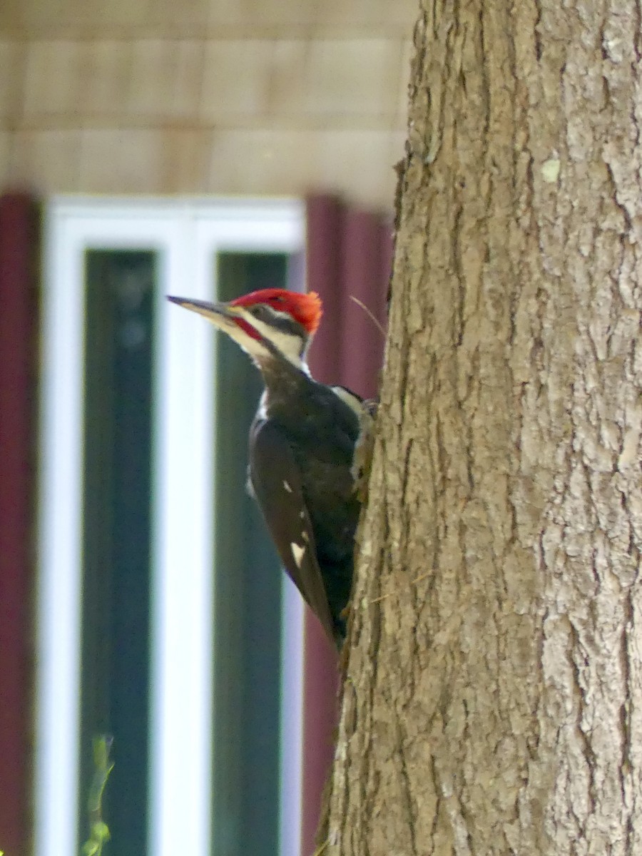Pileated Woodpecker - ML620338825