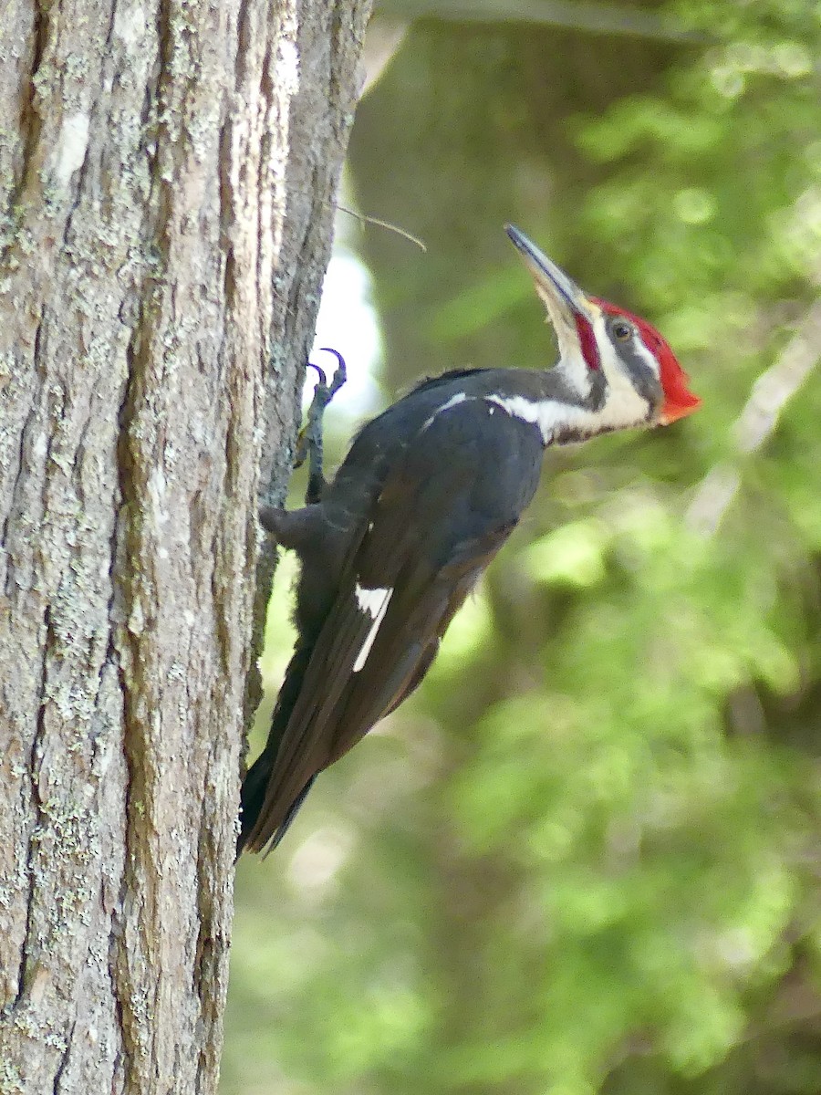 Pileated Woodpecker - ML620338826