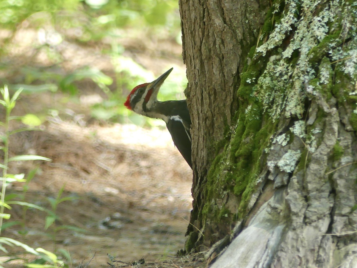 Pileated Woodpecker - ML620338827
