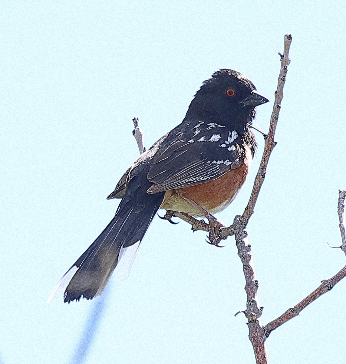 Spotted Towhee - ML620338828