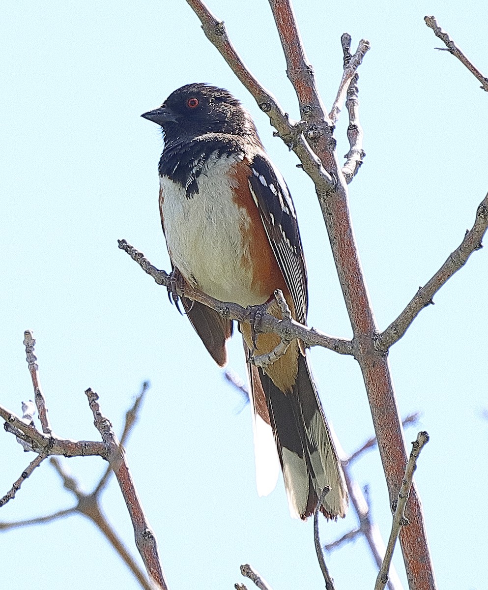 Spotted Towhee - ML620338829