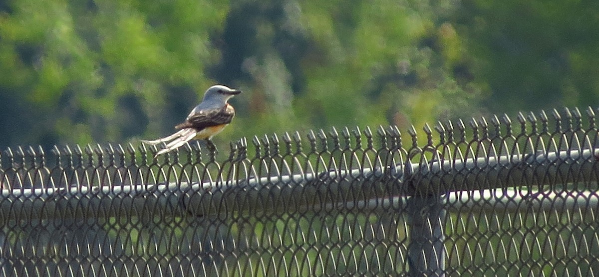 Scissor-tailed Flycatcher - ML620338831