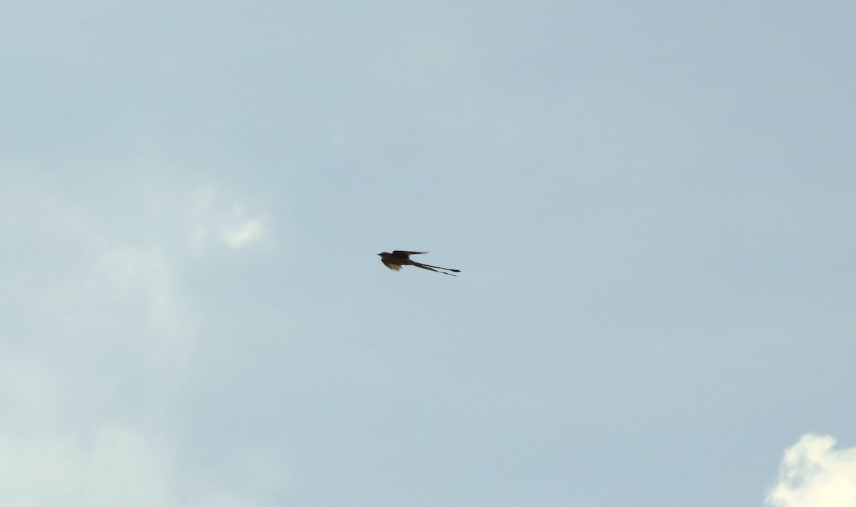 Scissor-tailed Flycatcher - ML620338832