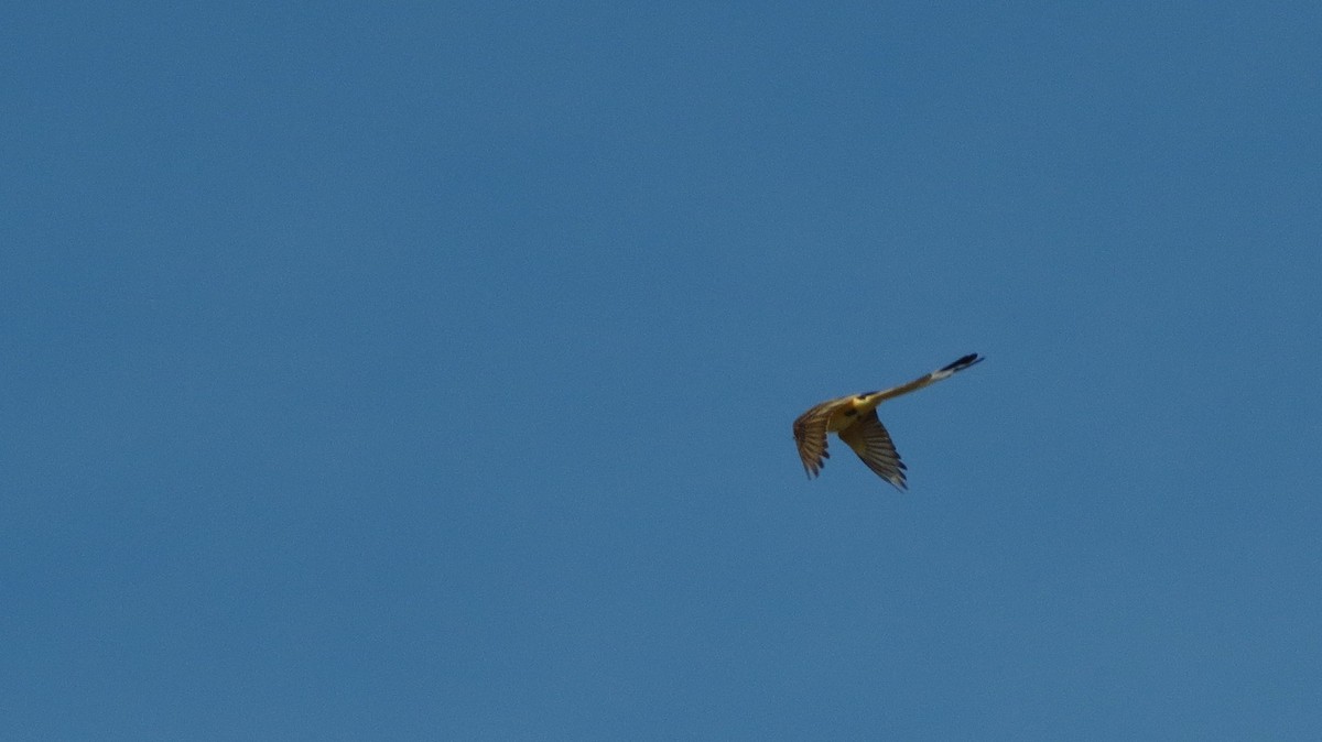 Scissor-tailed Flycatcher - ML620338833