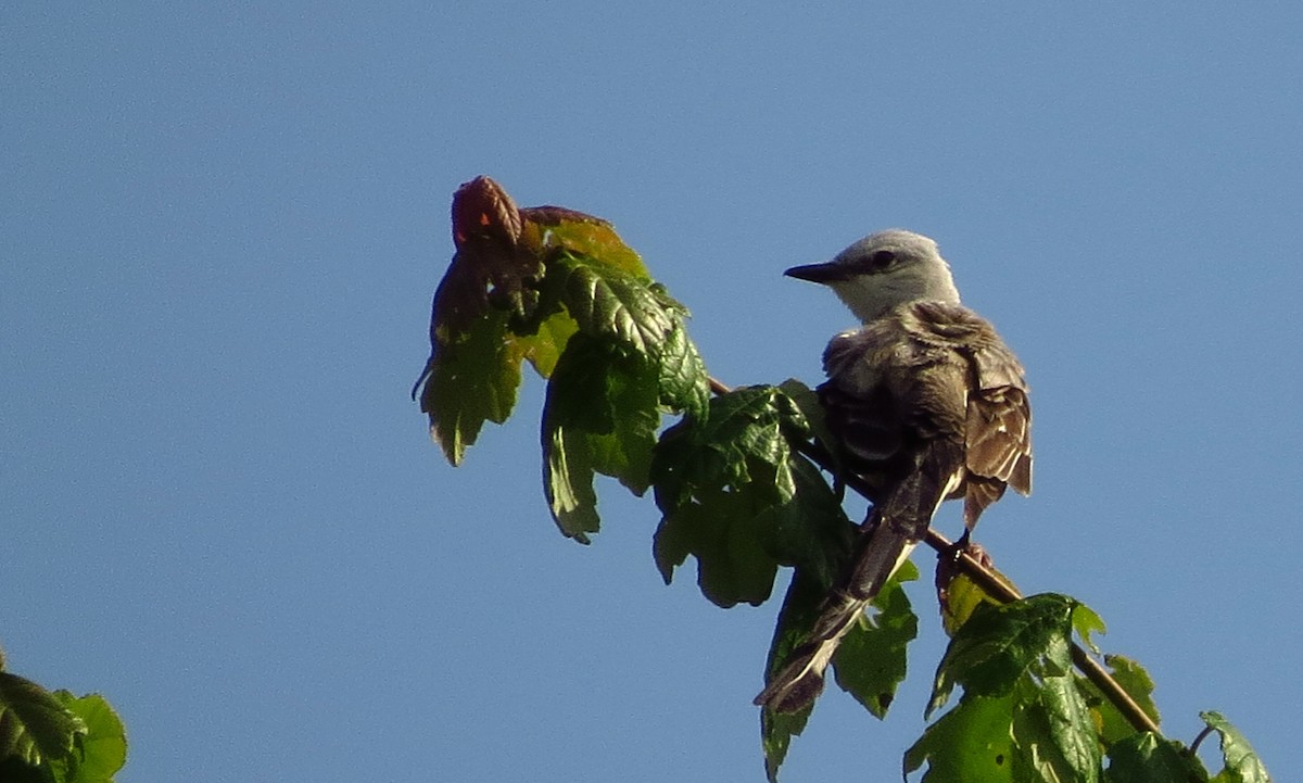 Scissor-tailed Flycatcher - ML620338834