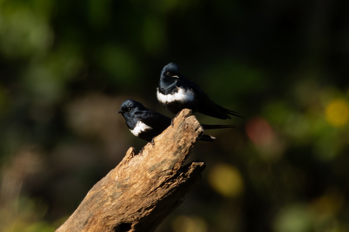 White-banded Swallow - Marcos Felix