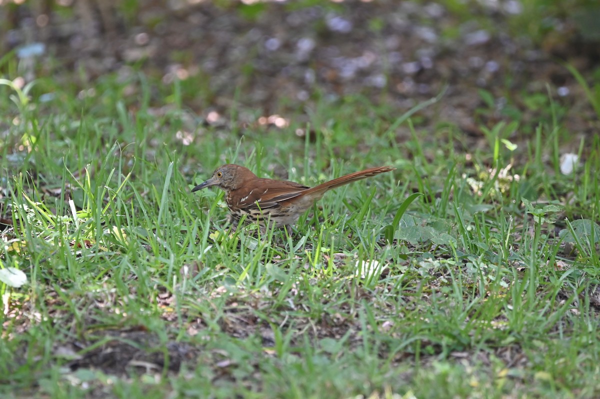 Brown Thrasher - ML620338838