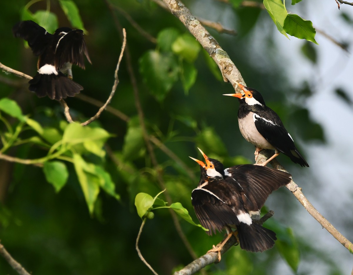 Indian Pied Starling - ML620338842