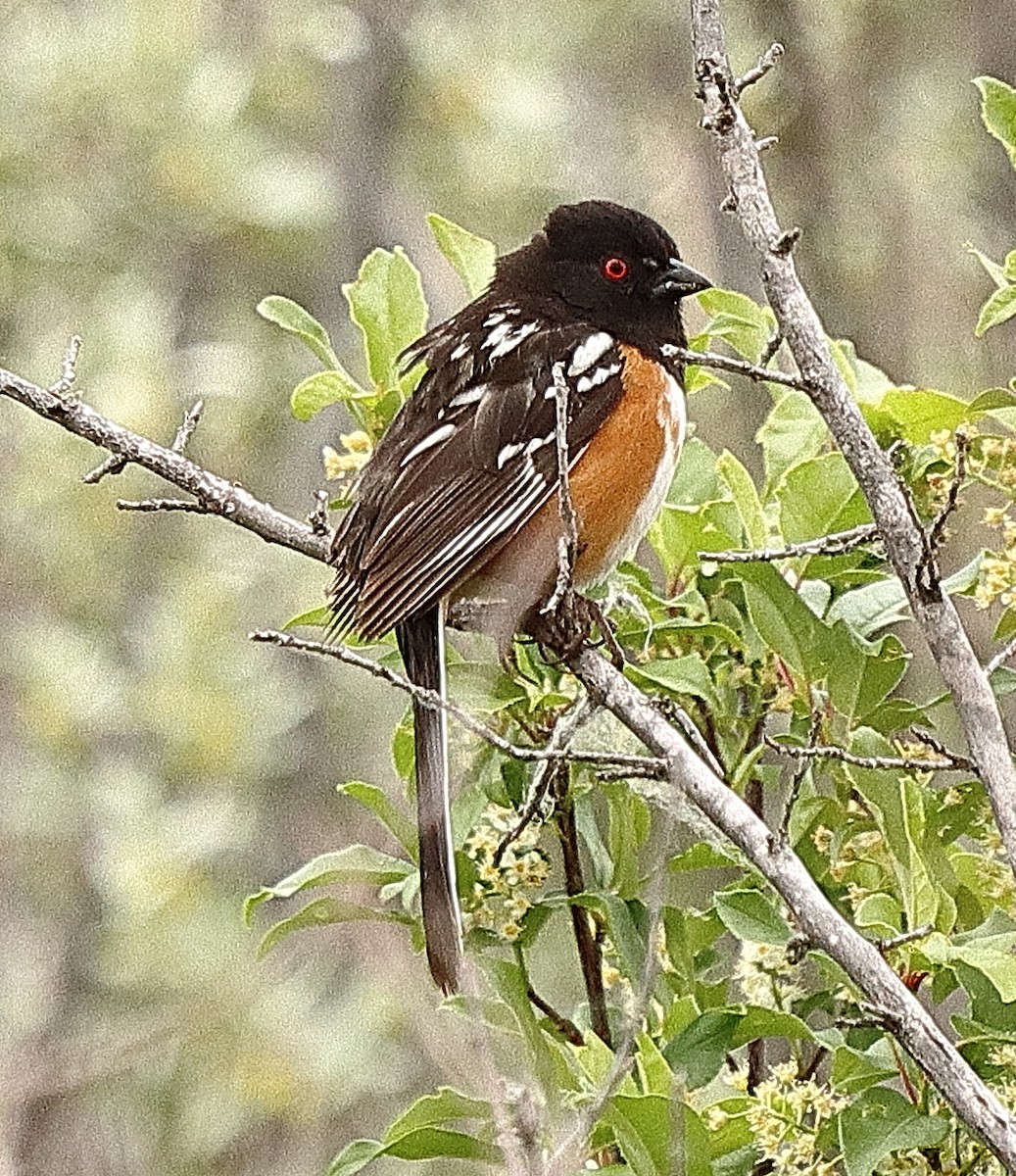 Spotted Towhee - ML620338866