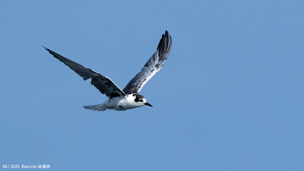 White-winged Tern - ML620338870