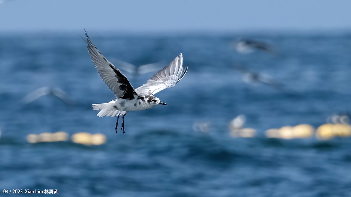 White-winged Tern - ML620338871