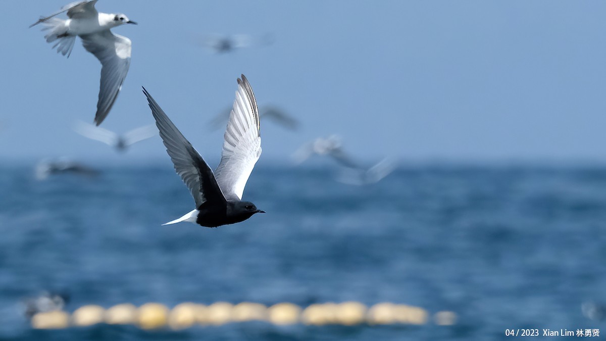 White-winged Tern - ML620338872