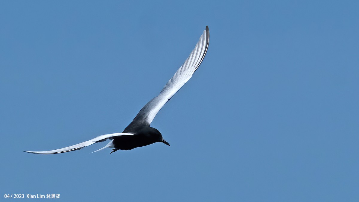 White-winged Tern - ML620338873