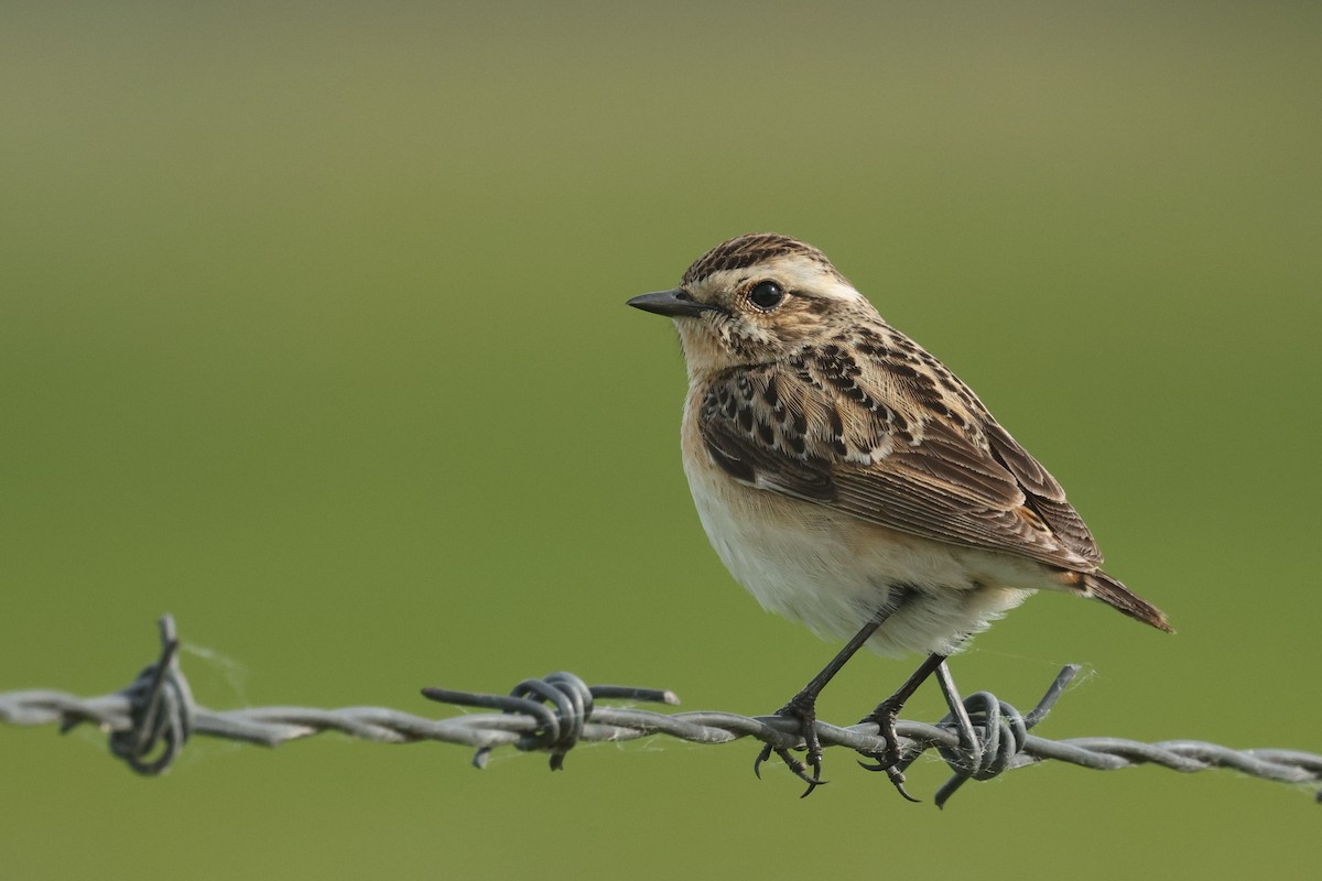 Braunkehlchen - ML620338885