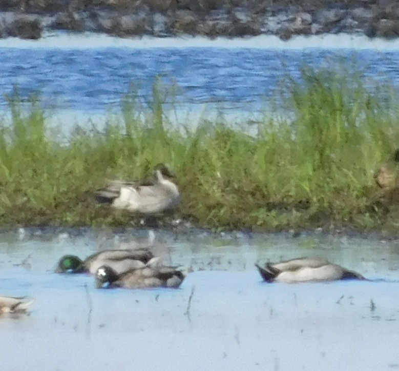 Northern Pintail - ML620338886