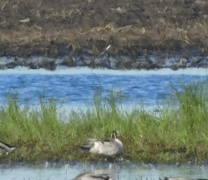 Northern Pintail - ML620338887