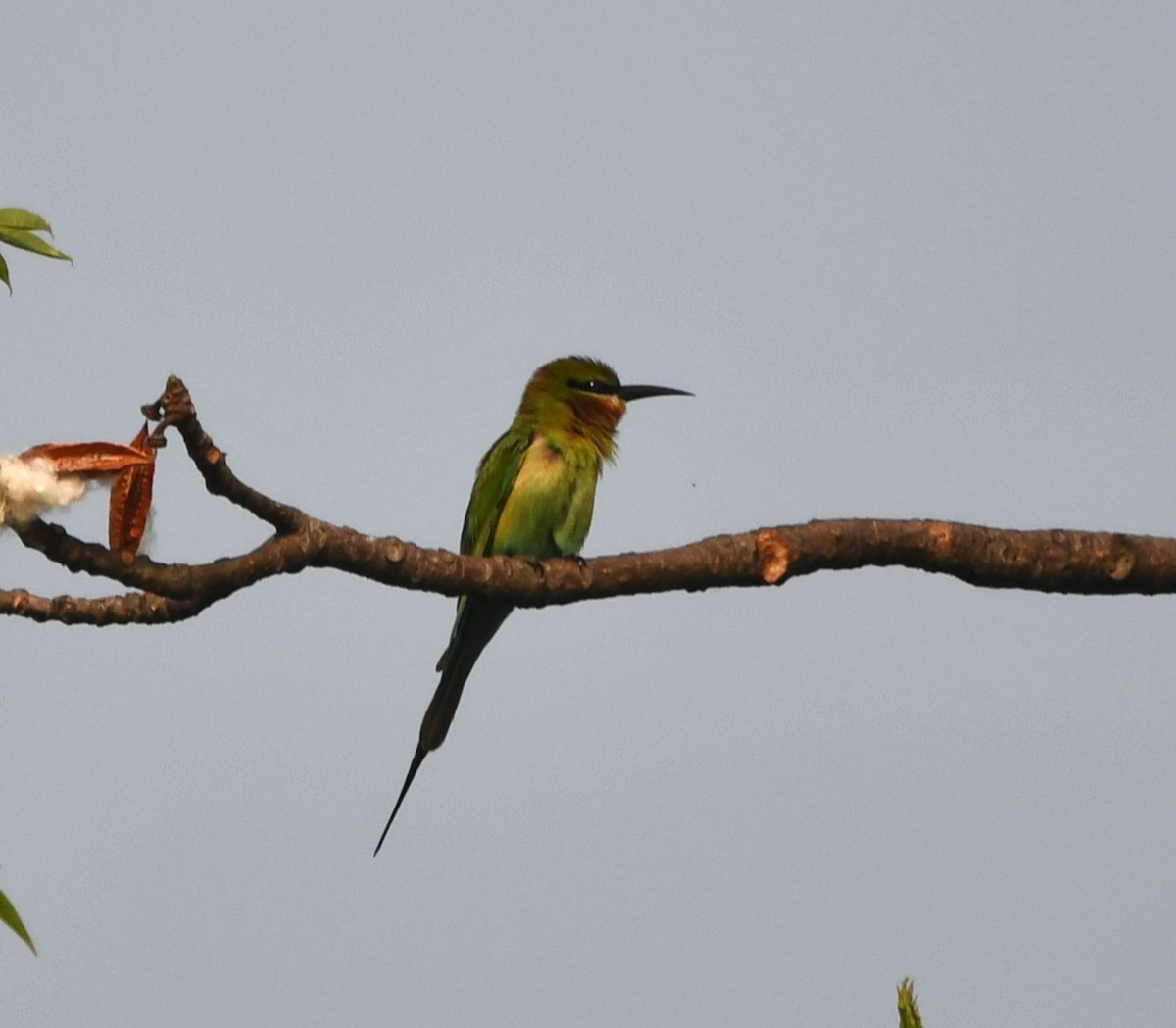 Blue-tailed Bee-eater - ML620338888