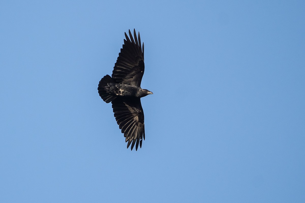 Fan-tailed Raven - ML620338889