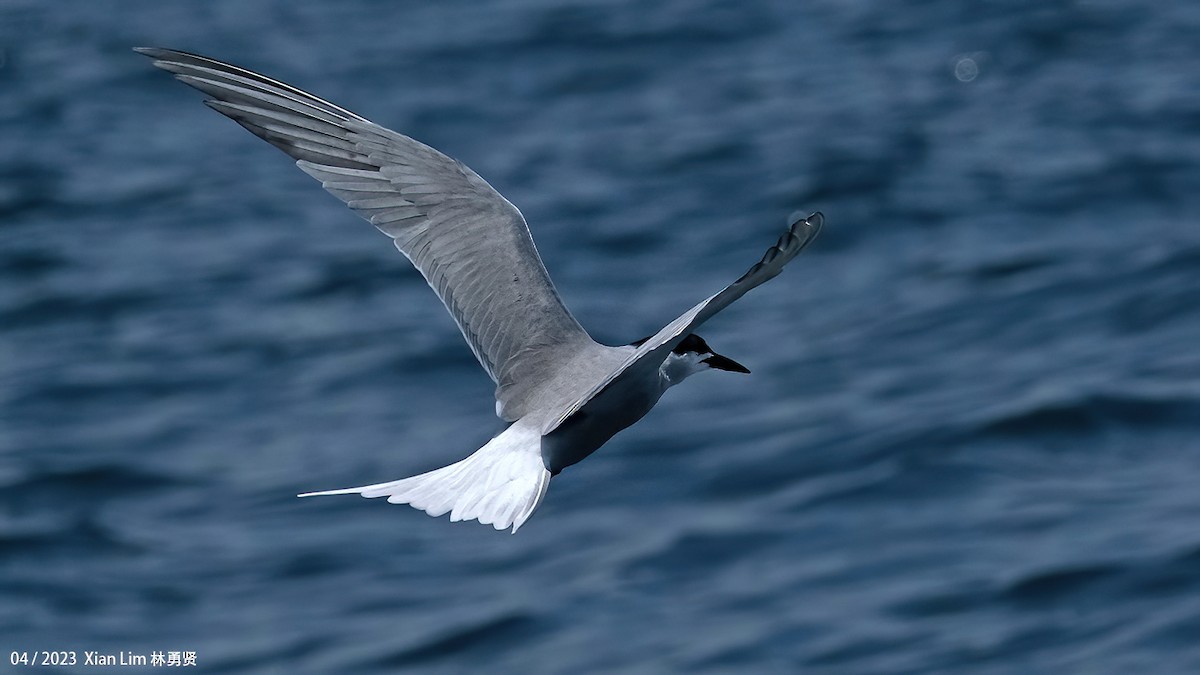 Common Tern - ML620338891