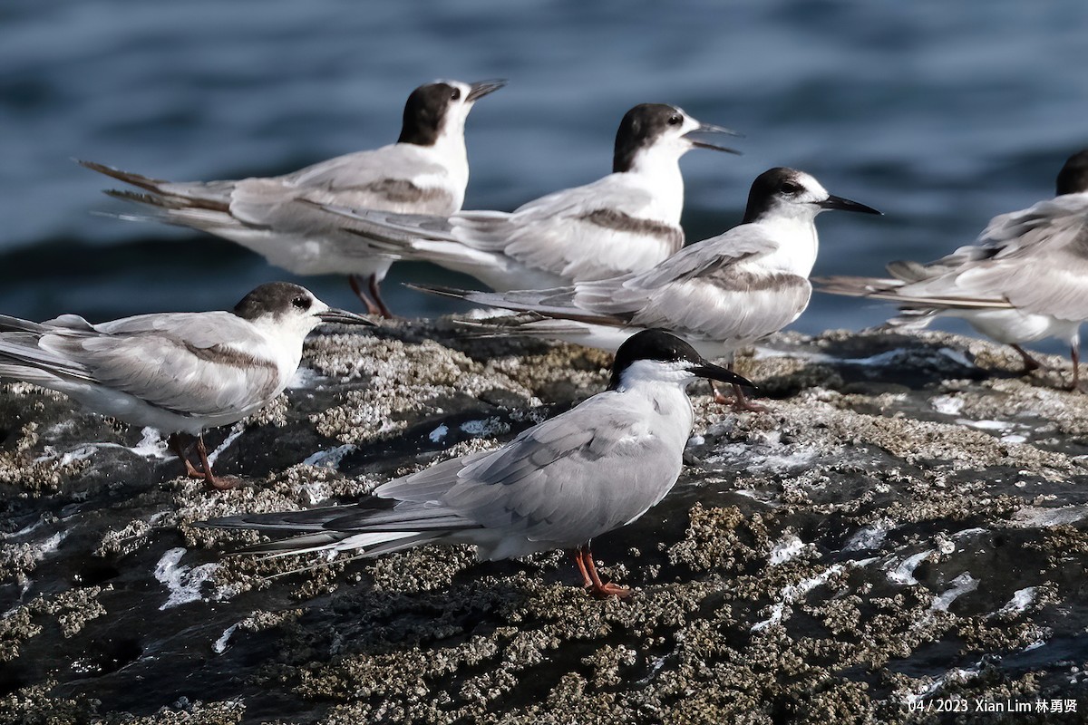 Common Tern - ML620338896