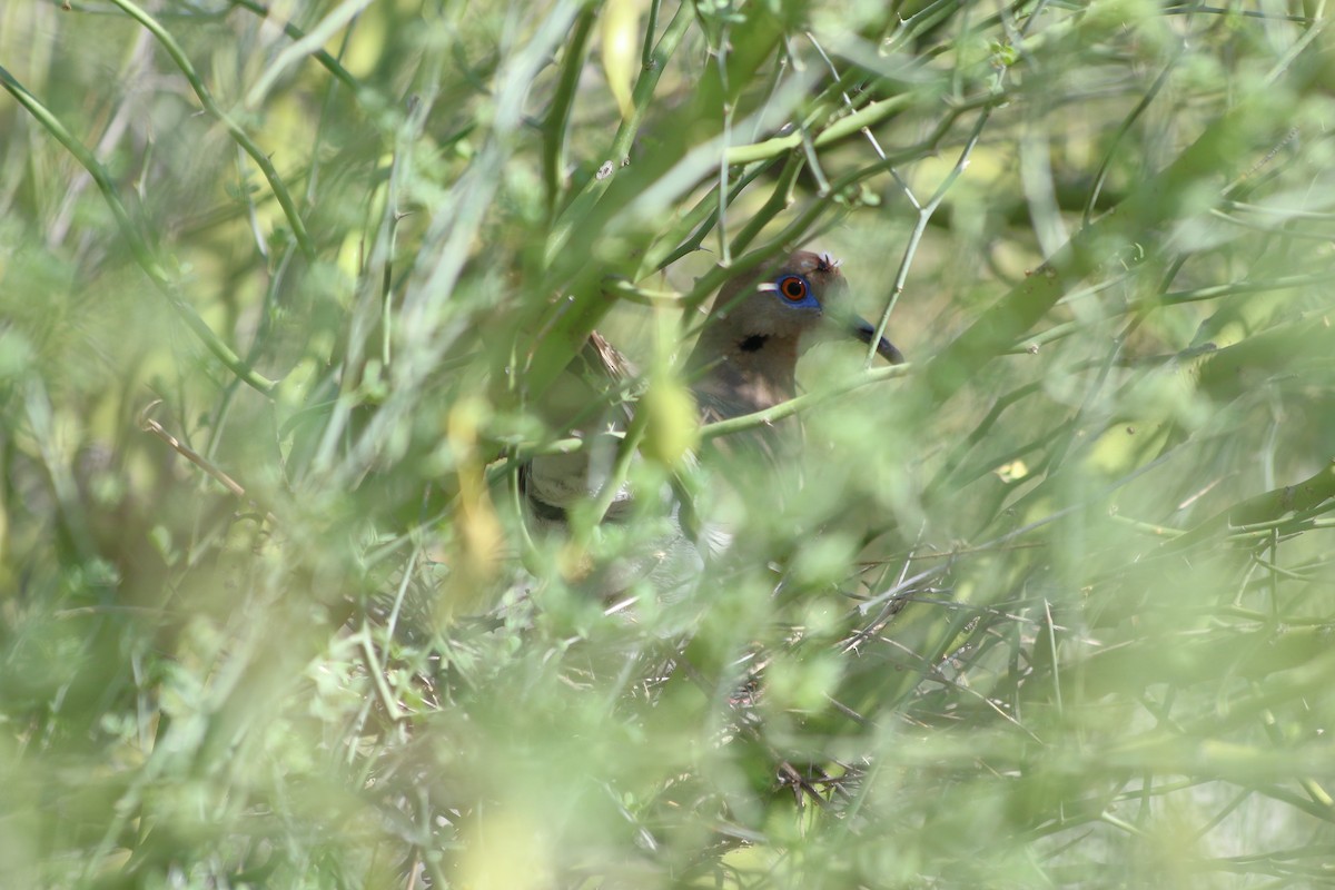 White-winged Dove - ML620338911