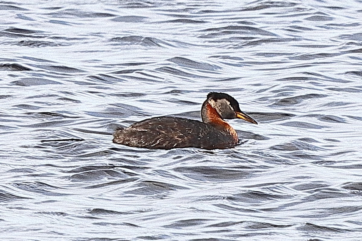 Red-necked Grebe - ML620338914