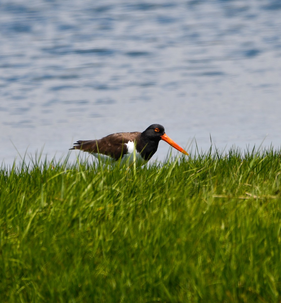 American Oystercatcher - ML620338915