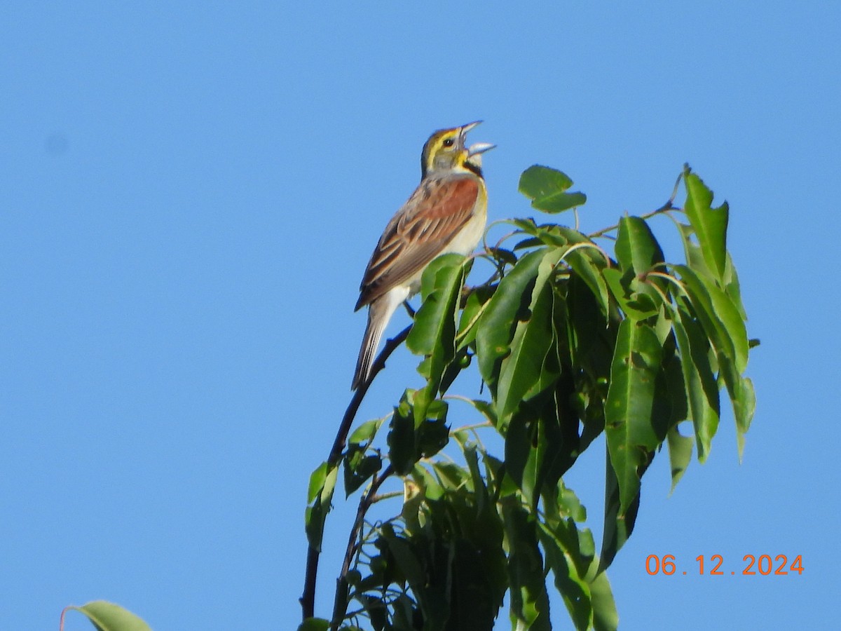 Dickcissel - ML620338924