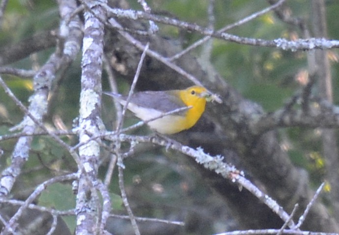Prothonotary Warbler - ML620338929