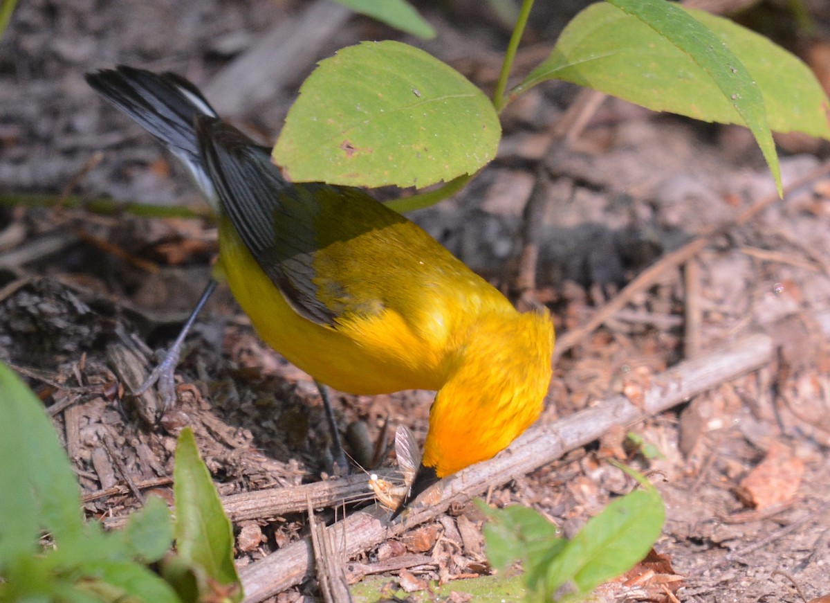 Prothonotary Warbler - ML620338930
