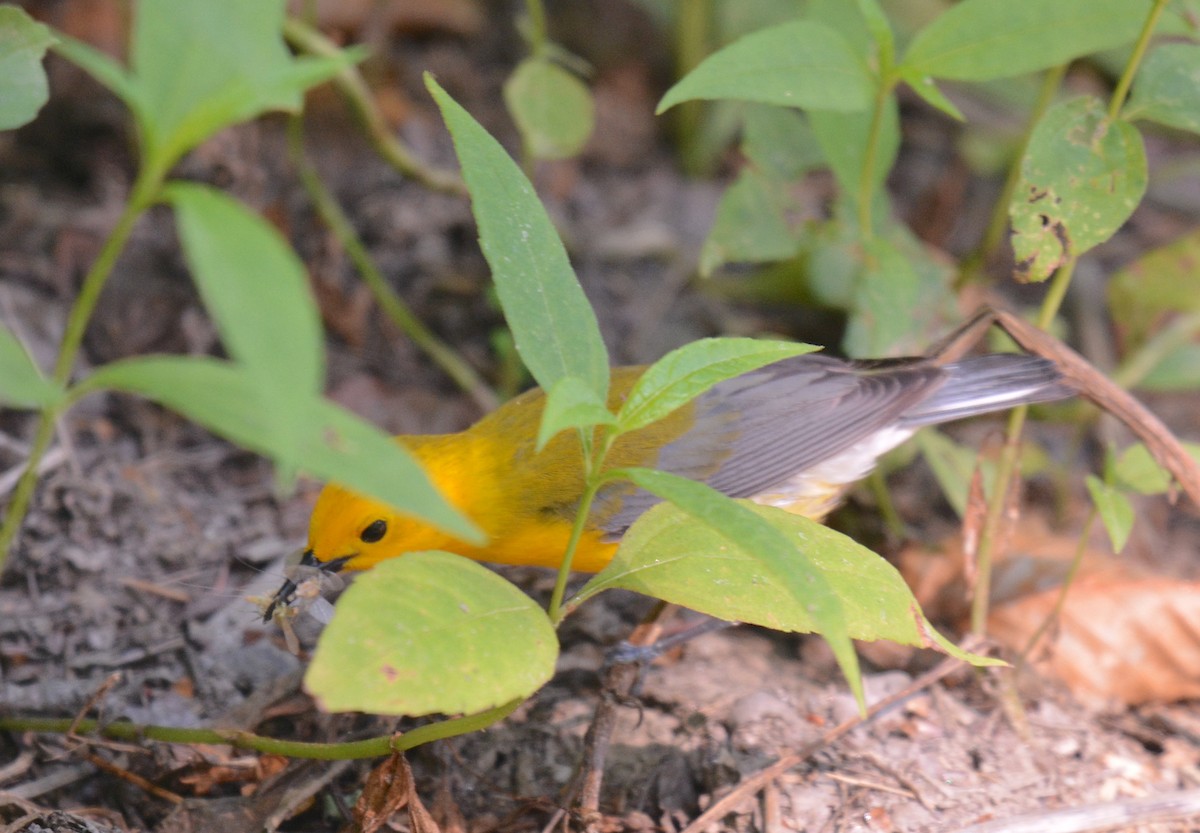 Prothonotary Warbler - ML620338931