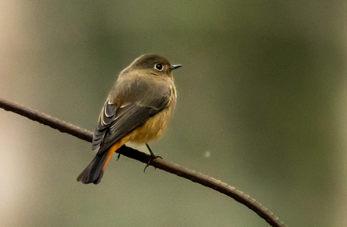 Blue-fronted Redstart - ML620338935