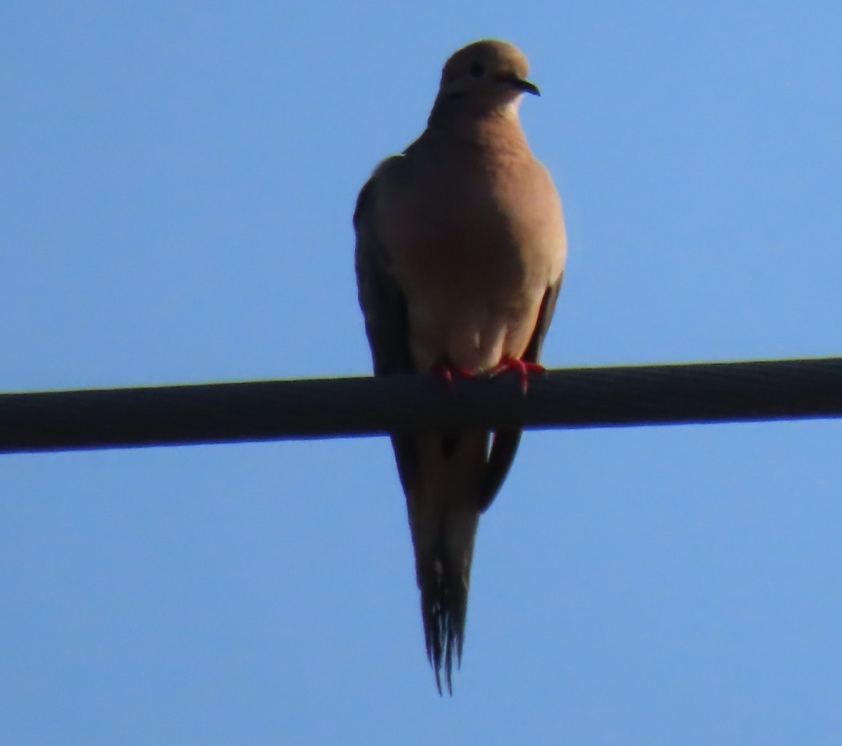 Mourning Dove - ML620338952