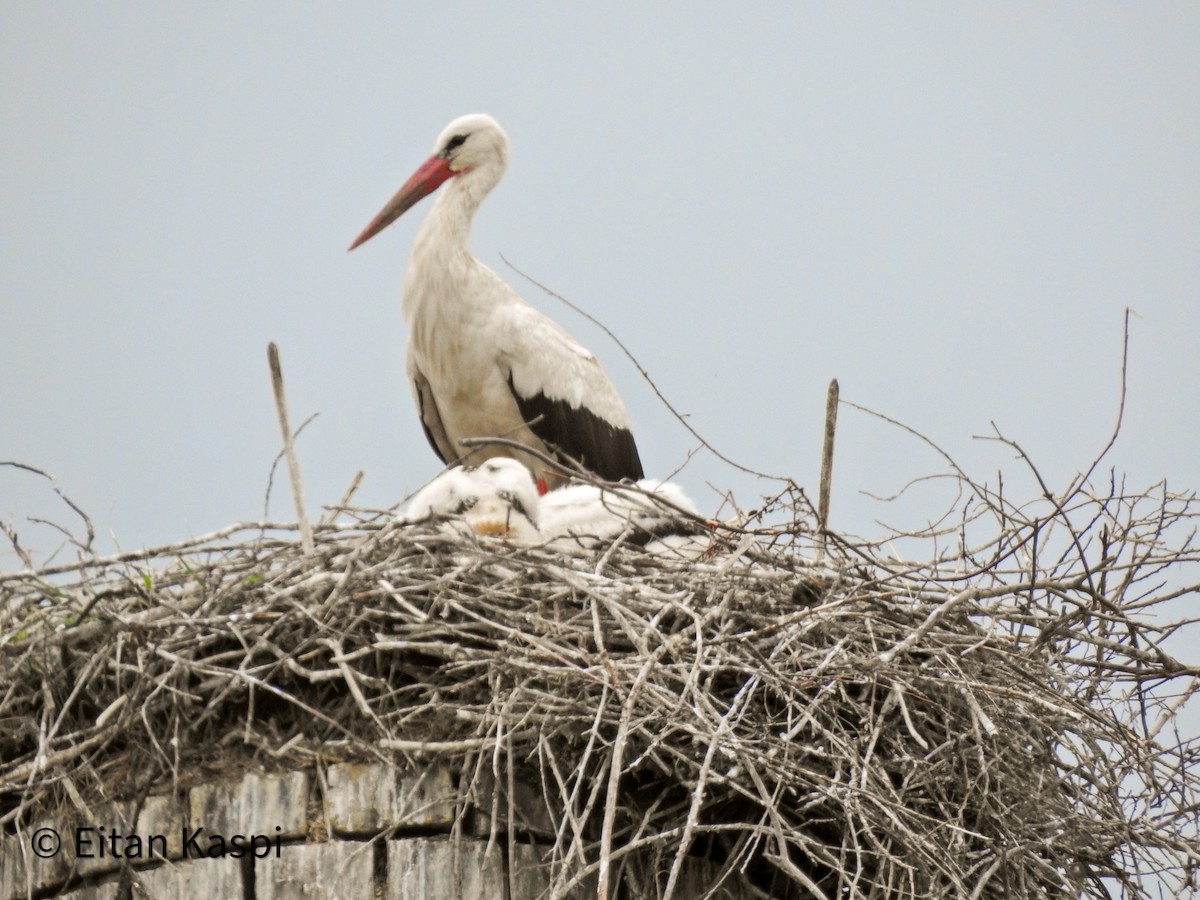 White Stork - ML620338960