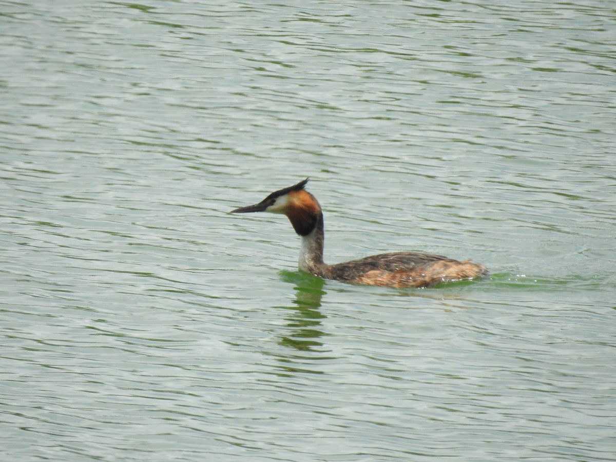 Great Crested Grebe - ML620338961