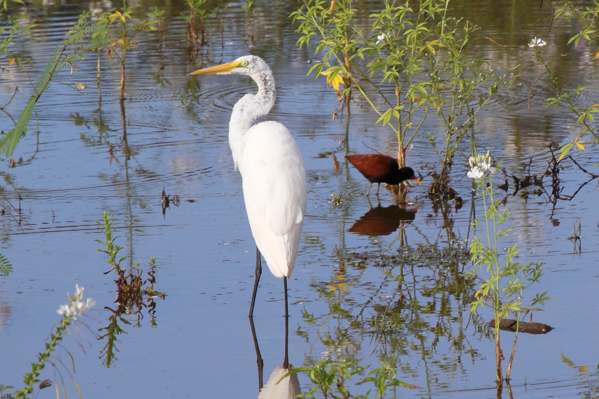 Great Egret (American) - ML620338989