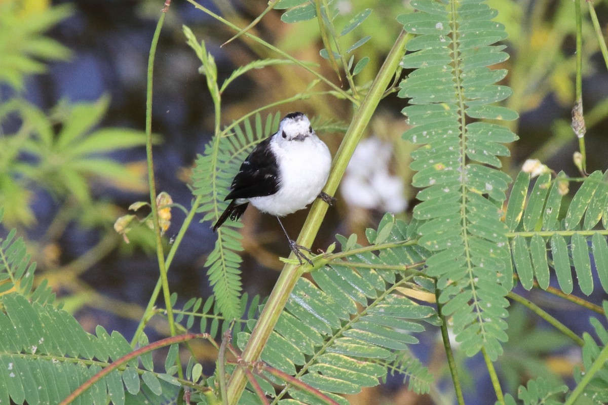 Black-backed Water-Tyrant - ML620338990