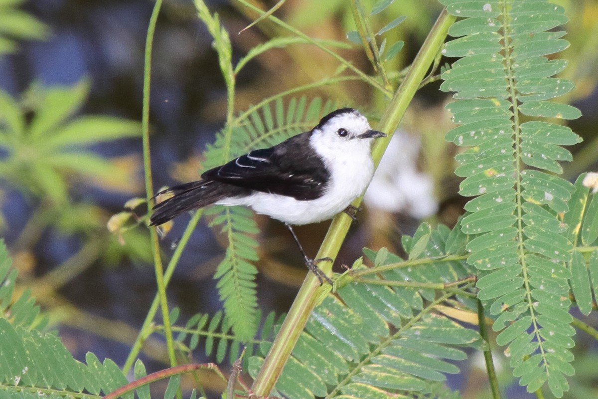 Black-backed Water-Tyrant - ML620338992