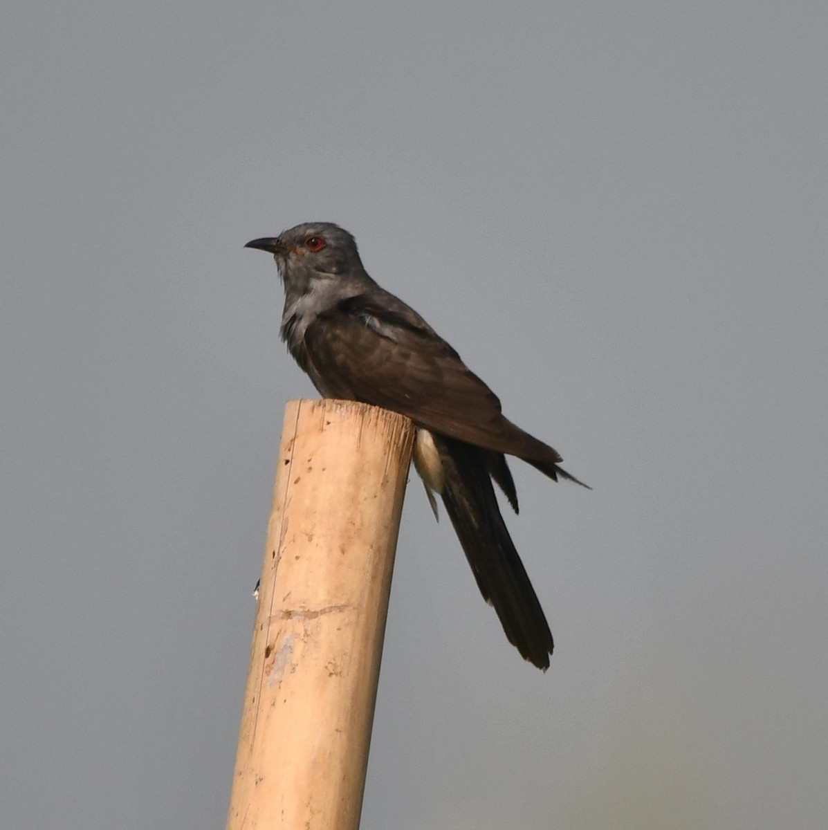 Gray-bellied Cuckoo - Aishwarya Vijayakumar