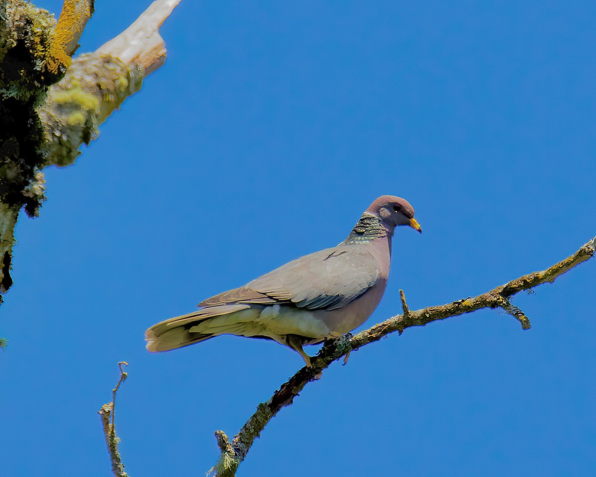 Band-tailed Pigeon - ML620339003