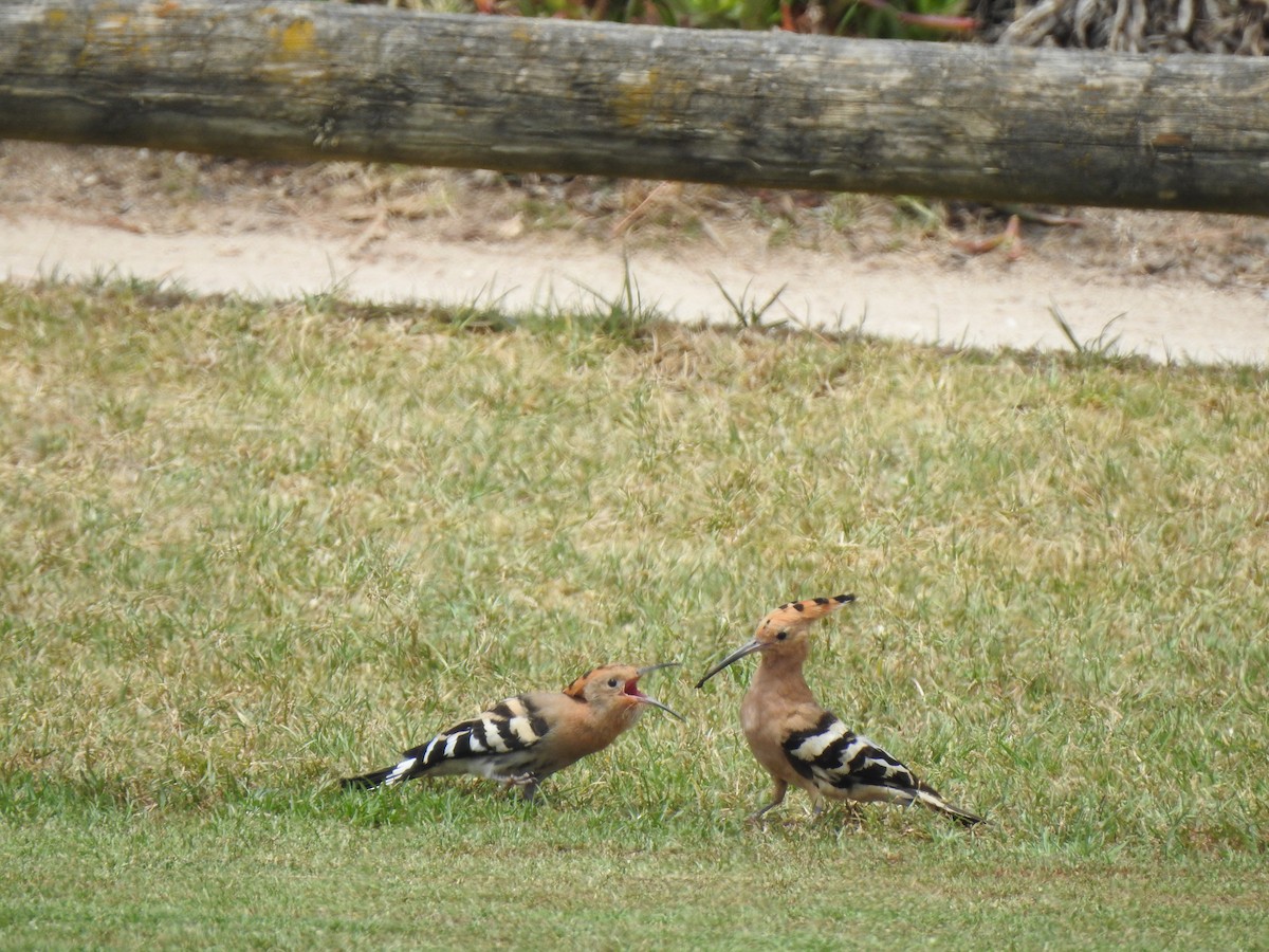 Eurasian Hoopoe - ML620339016