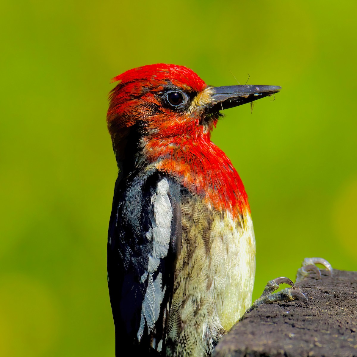 Red-breasted Sapsucker - ML620339021