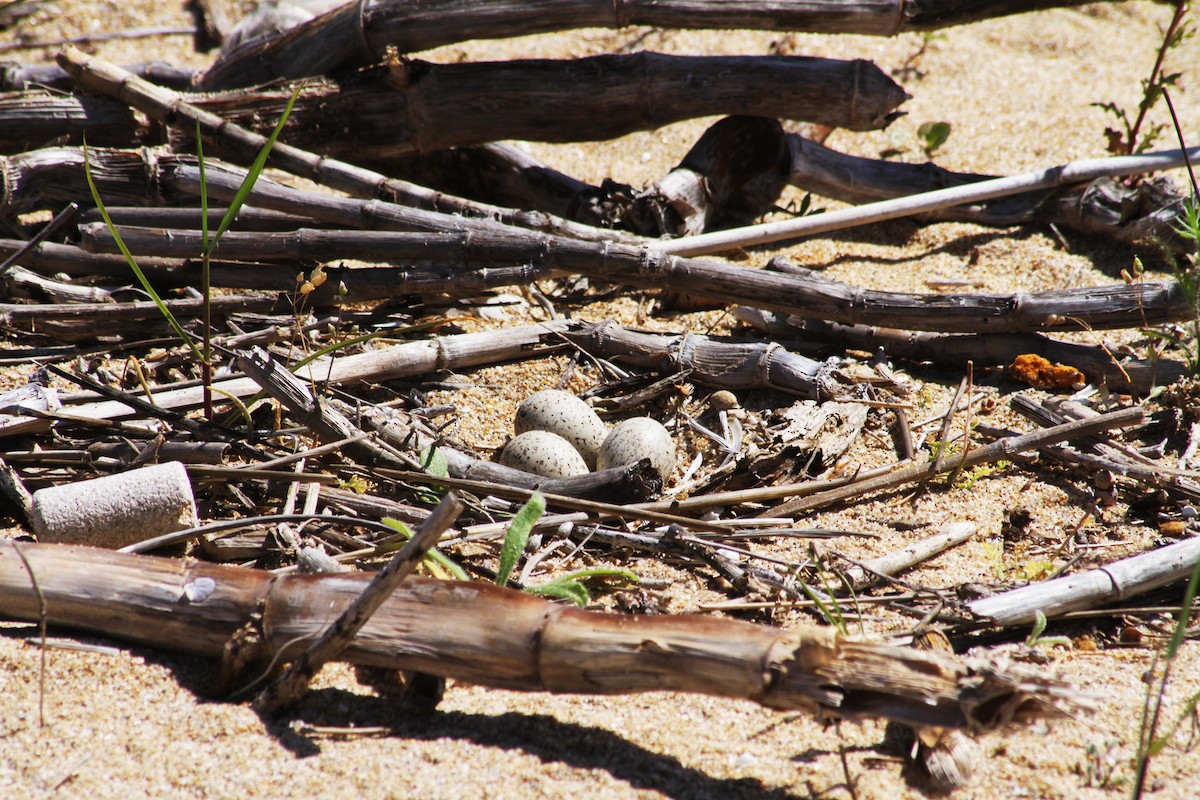 Little Ringed Plover - ML620339024