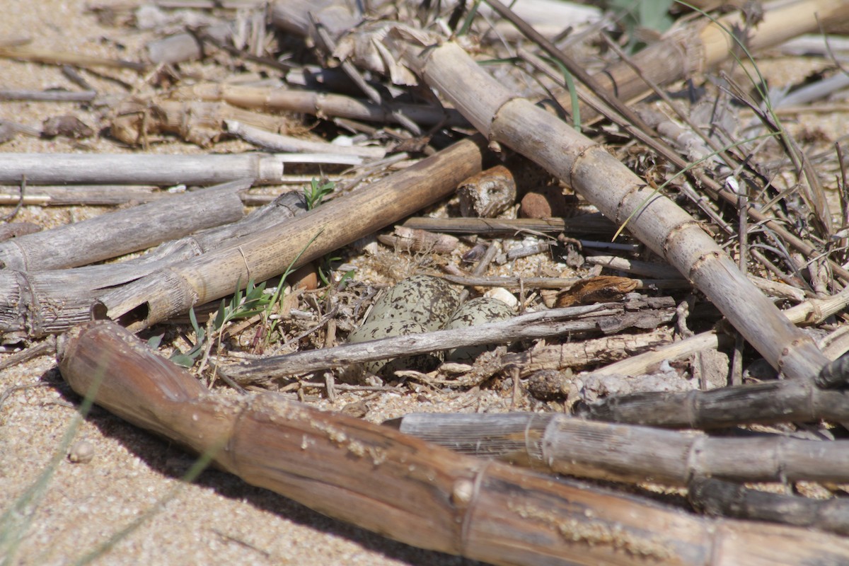 Common Ringed Plover - ML620339028