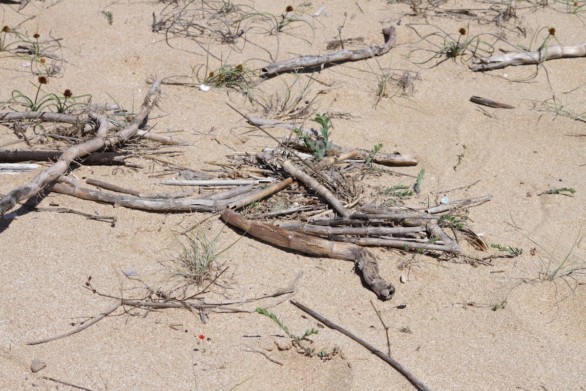 Common Ringed Plover - ML620339029