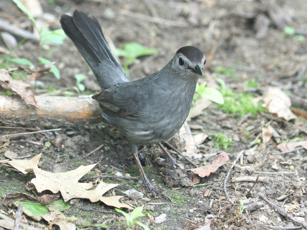 Gray Catbird - ML620339032