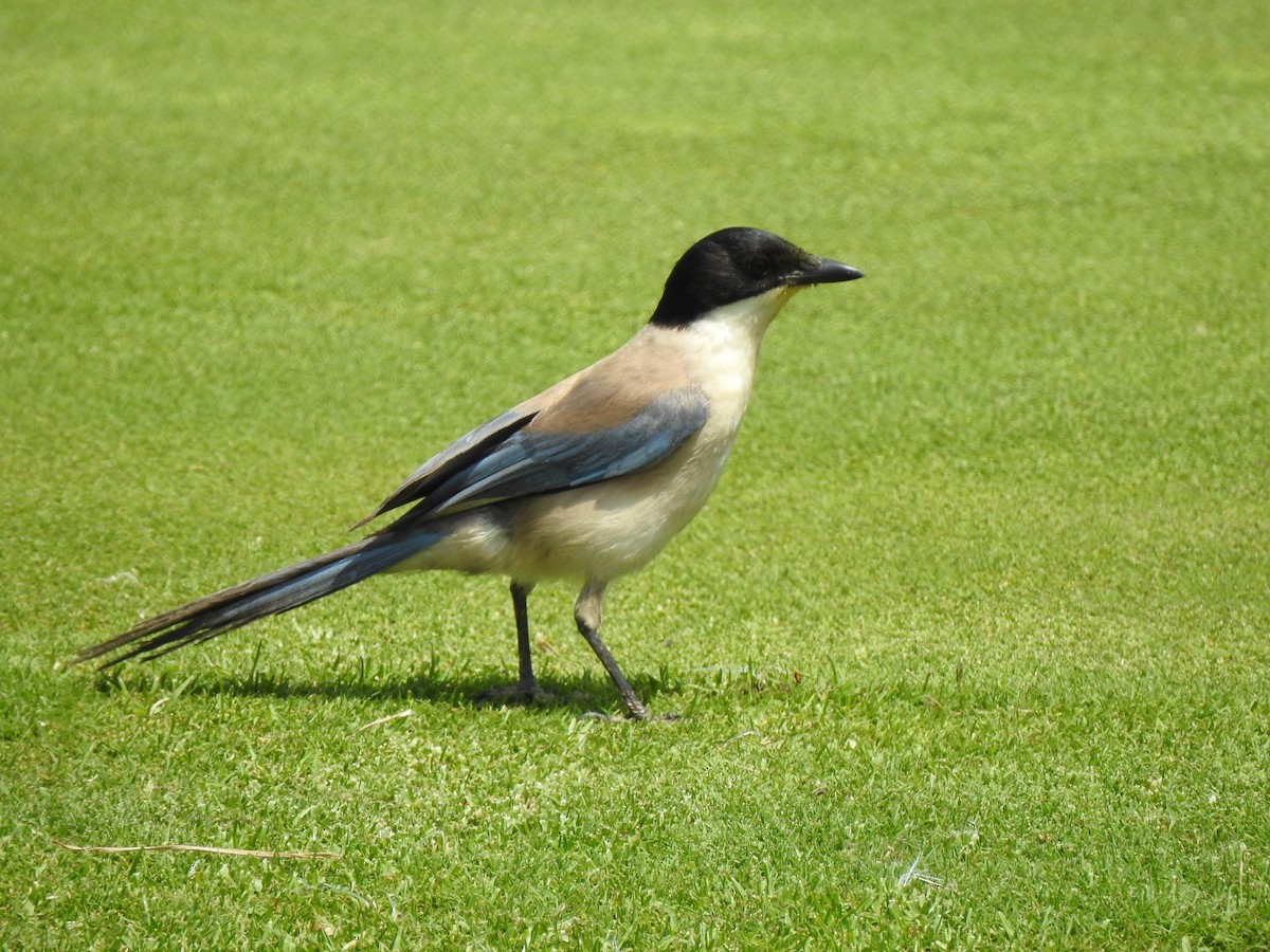 Iberian Magpie - ML620339035