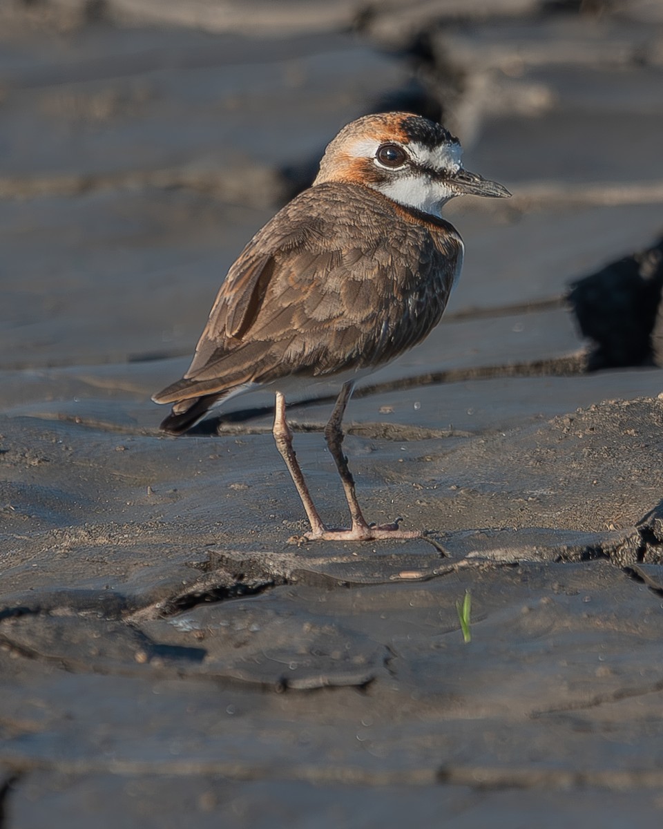 Collared Plover - ML620339041