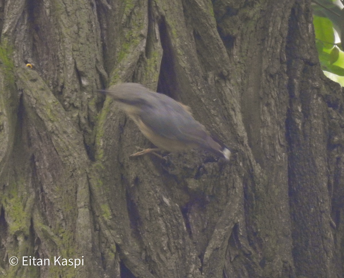 Eurasian Nuthatch - ML620339047